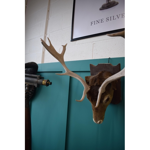 257 - Taxidermy stags head with antlers, mounted onto wooden shield, 60cm wide.