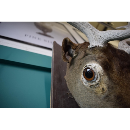 257 - Taxidermy stags head with antlers, mounted onto wooden shield, 60cm wide.