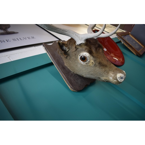 257 - Taxidermy stags head with antlers, mounted onto wooden shield, 60cm wide.