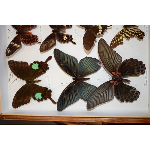 408 - A collection of vintage butterfly specimens to include one in a wooden case. (Qty)