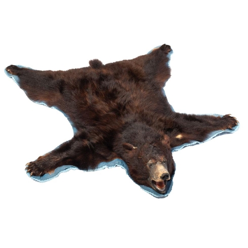 77 - Mid c20th North American Black Bear (Ursus Americanus), Taxidermy Bearskin Rug with Head and Paws