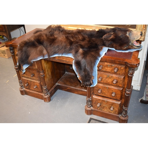 40 - Victorian burr walnut pedestal kneehole desk, breakfront, ornate handles, leather inset top, nine dr... 