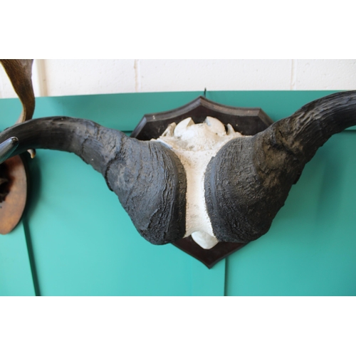 75 - Mounted buffalo head and horns on original shield dating from the early part of the 20th century. Im... 