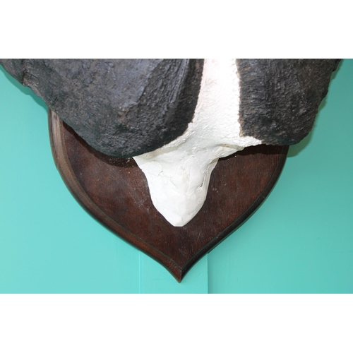 75 - Mounted buffalo head and horns on original shield dating from the early part of the 20th century. Im... 