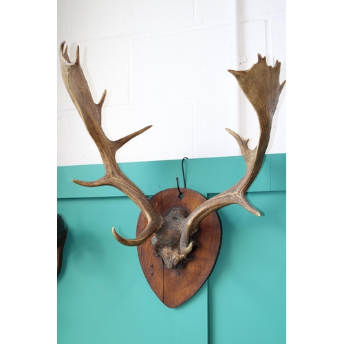 75A - A pair of Stag antlers mounted on an oak board. Height 80cm, width 56cm.