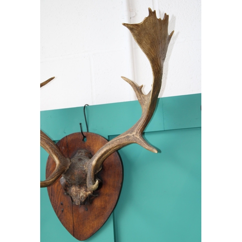 75A - A pair of Stag antlers mounted on an oak board. Height 80cm, width 56cm.