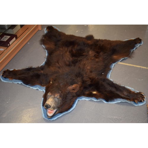 77 - Mid c20th North American Black Bear (Ursus Americanus), Taxidermy Bearskin Rug with Head and Paws