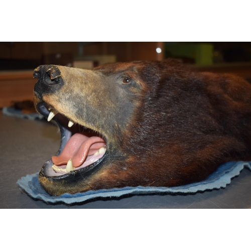 77 - Mid c20th North American Black Bear (Ursus Americanus), Taxidermy Bearskin Rug with Head and Paws