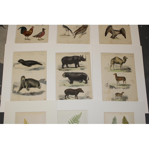 400 - A selection of 19th and 20th century loose leaf plates in mounts of 'Birds'. (Approximately 10).