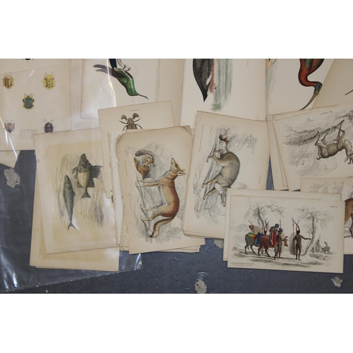 400A - A selection of 19th and 20th loose leaf prints and etchings on subjects 'Animals and Birds' (Approx ... 