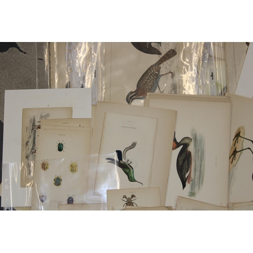 400A - A selection of 19th and 20th loose leaf prints and etchings on subjects 'Animals and Birds' (Approx ... 