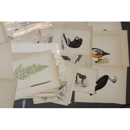 400A - A selection of 19th and 20th loose leaf prints and etchings on subjects 'Animals and Birds' (Approx ... 