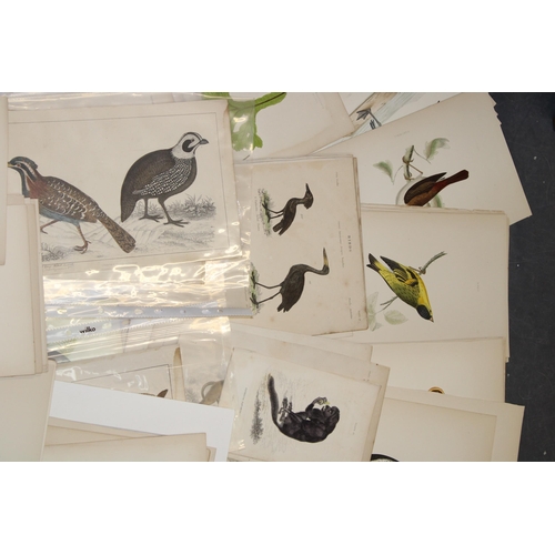 400A - A selection of 19th and 20th loose leaf prints and etchings on subjects 'Animals and Birds' (Approx ... 