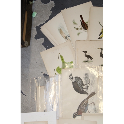 400A - A selection of 19th and 20th loose leaf prints and etchings on subjects 'Animals and Birds' (Approx ... 