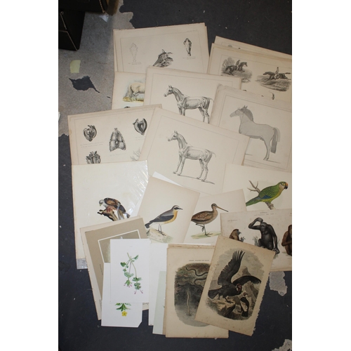 401 - A selection of 19th and 20th century loose leaf prints and etchings mostly on subjects 'Horses', 'Ho... 