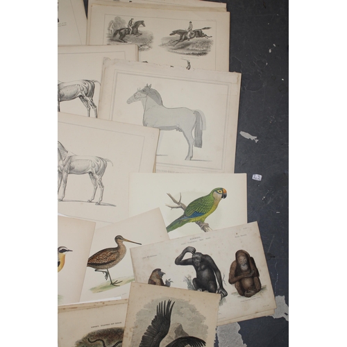 401 - A selection of 19th and 20th century loose leaf prints and etchings mostly on subjects 'Horses', 'Ho... 