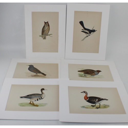 404 - A selection of 19th and 20th century mounted colour prints and etchings mostly on subjects 'Birds'. ... 