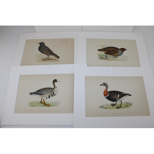 404 - A selection of 19th and 20th century mounted colour prints and etchings mostly on subjects 'Birds'. ... 