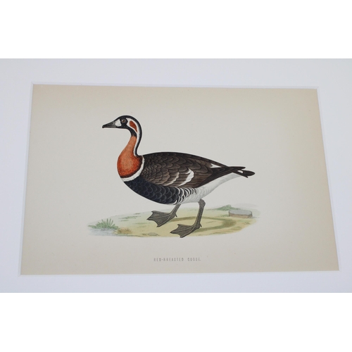 404 - A selection of 19th and 20th century mounted colour prints and etchings mostly on subjects 'Birds'. ... 