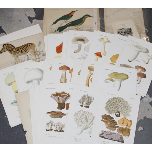 405 - A selection of 19th and 20th century colour prints, plates and etchings mostly on subjects 'Animals'... 