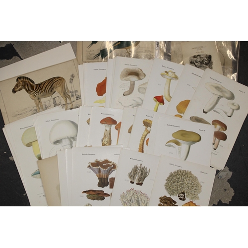 405 - A selection of 19th and 20th century colour prints, plates and etchings mostly on subjects 'Animals'... 