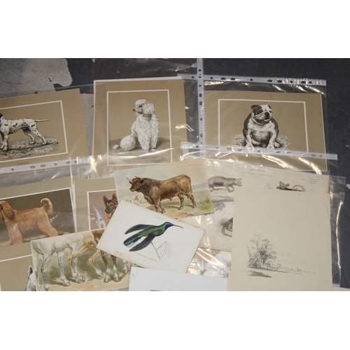 406 - A selection of 19th and 20th century colour prints, plates, etchings 'Animals' and 'Dogs' (Approxima... 