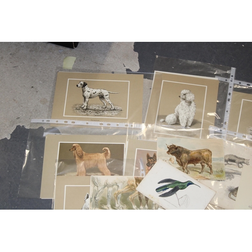 406 - A selection of 19th and 20th century colour prints, plates, etchings 'Animals' and 'Dogs' (Approxima... 