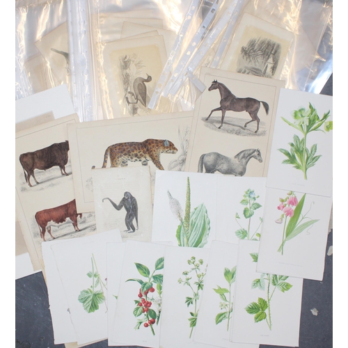 407 - A selection of 19th and 20th century colour prints, plates and etchings mostly on subjects 'Animals'... 