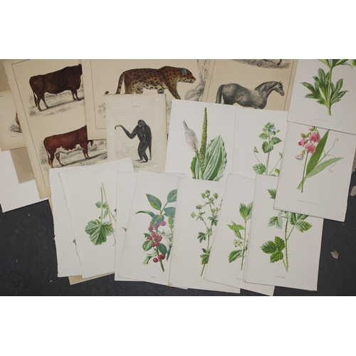 407 - A selection of 19th and 20th century colour prints, plates and etchings mostly on subjects 'Animals'... 