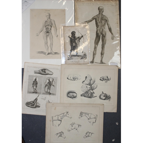 408 - 19th century prints of 'Anatomy', 'Natural History' and 'Sciences' (Qty)