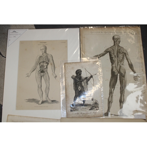 408 - 19th century prints of 'Anatomy', 'Natural History' and 'Sciences' (Qty)