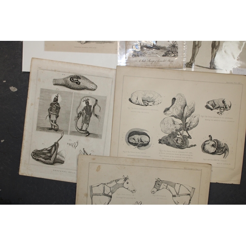 408 - 19th century prints of 'Anatomy', 'Natural History' and 'Sciences' (Qty)