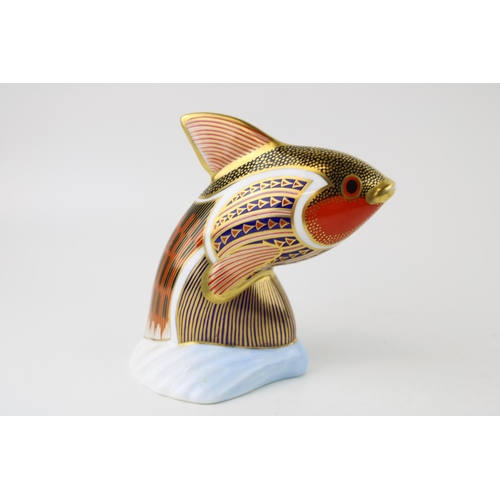 118 - Royal Crown Derby paperweight from the Tropical Fish Series, Tropical Fish Guppy, 12cm high, gold st... 