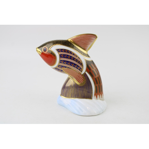 120 - Royal Crown Derby paperweight from the Tropical Fish Series, Tropical Fish Guppy, 12cm high, gold st... 