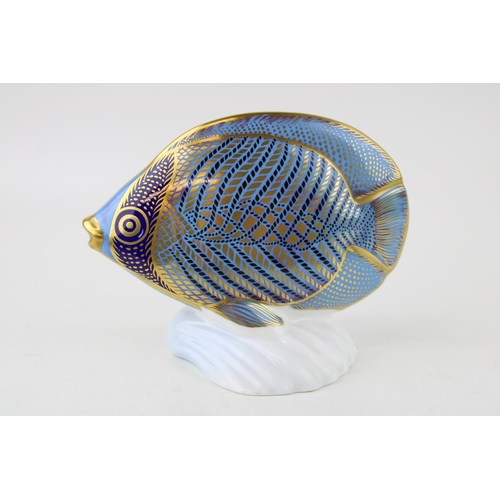 127 - Royal Crown Derby paperweight from the Tropical Fish Series, Chevroned Butterfly Fish, gold stopper,... 