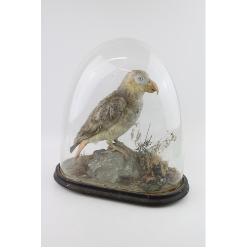 30 - Taxidermy: an African Grey parrot, in naturalistic setting on oval base, with glass dome, approximat... 