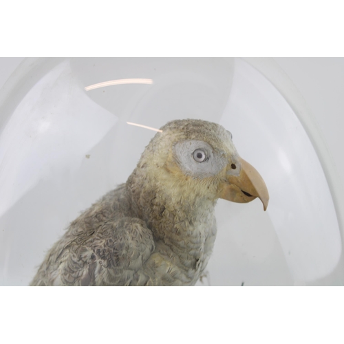 30 - Taxidermy: an African Grey parrot, in naturalistic setting on oval base, with glass dome, approximat... 