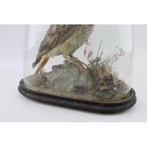 30 - Taxidermy: an African Grey parrot, in naturalistic setting on oval base, with glass dome, approximat... 