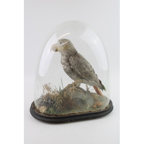 30 - Taxidermy: an African Grey parrot, in naturalistic setting on oval base, with glass dome, approximat... 