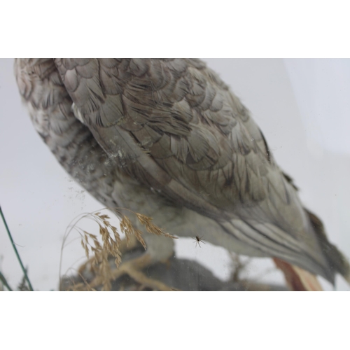 30 - Taxidermy: an African Grey parrot, in naturalistic setting on oval base, with glass dome, approximat... 