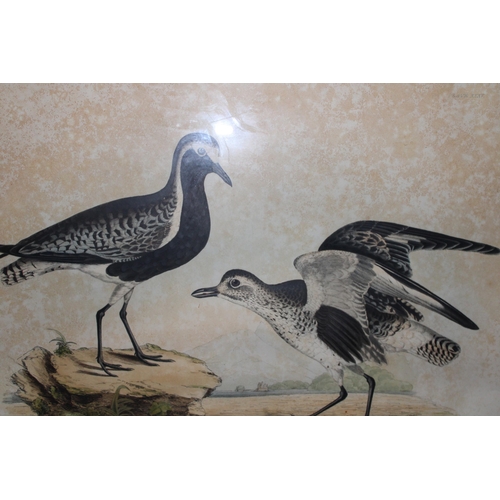 127 - A framed engraving of Grey Lapwing in winter and summer plumage. 44cm x 69cm.