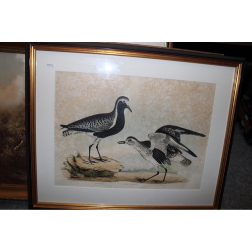 127 - A framed engraving of Grey Lapwing in winter and summer plumage. 44cm x 69cm.