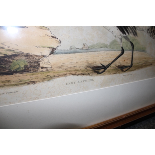 127 - A framed engraving of Grey Lapwing in winter and summer plumage. 44cm x 69cm.