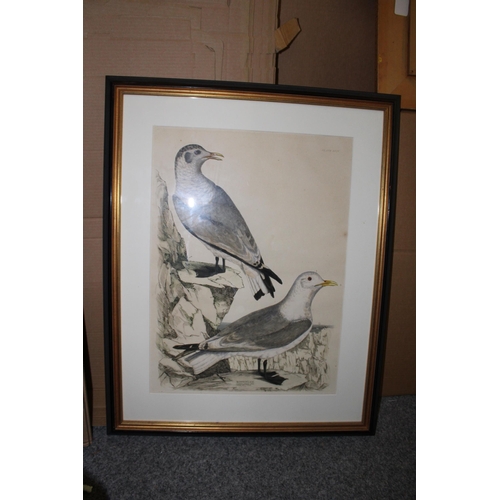 128 - A framed etching of Kittiwakes, depicting adult in summer plumage and young after first moult. 69cm ... 