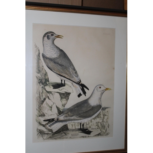 128 - A framed etching of Kittiwakes, depicting adult in summer plumage and young after first moult. 69cm ... 