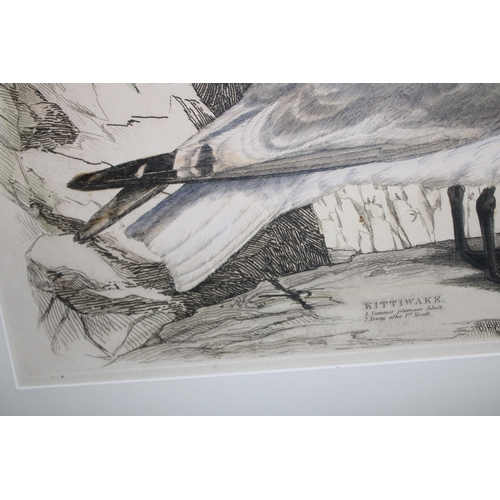 128 - A framed etching of Kittiwakes, depicting adult in summer plumage and young after first moult. 69cm ... 