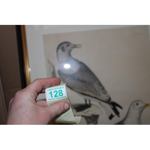 128 - A framed etching of Kittiwakes, depicting adult in summer plumage and young after first moult. 69cm ... 