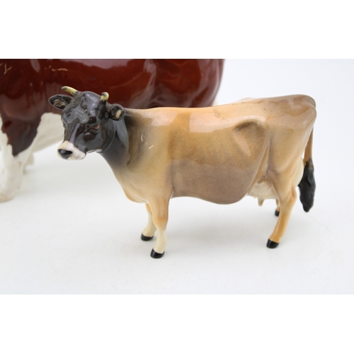 116 - Beswick Polled Hereford bull with a Jersey cow (2).