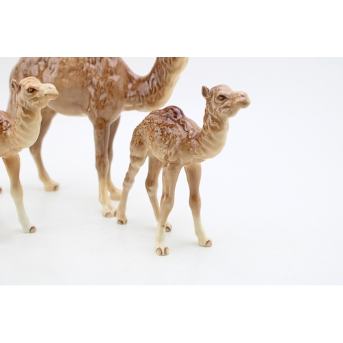 259 - A Beswick Camel 1044 with two calves 1043 (3).