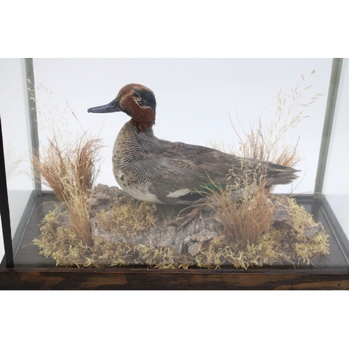 19A - A mid 20th century taxidermy specimen of a mandarin duck, set amongst foliage, in glass and wooden c... 